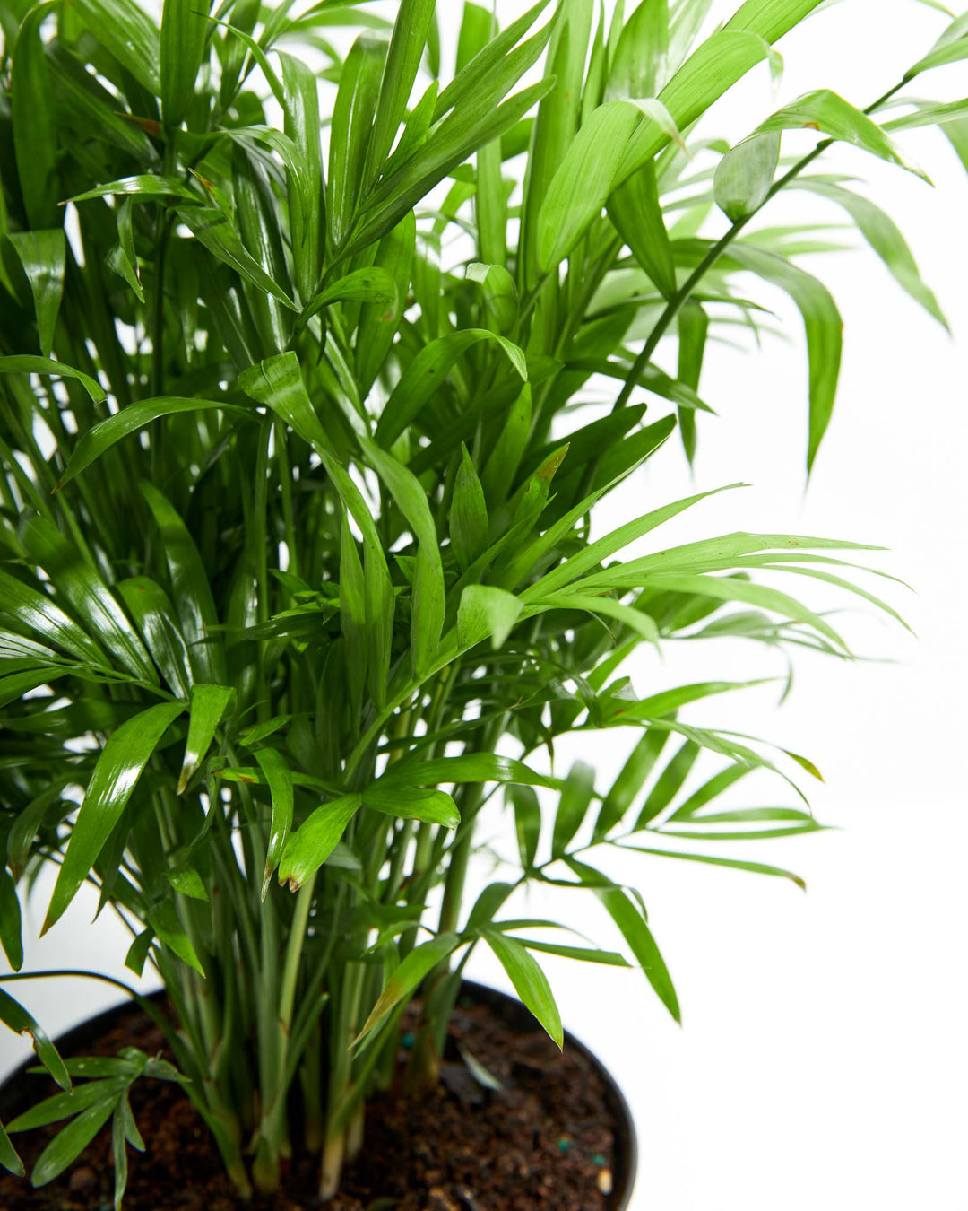 A close-up studio shot showcasing the dense cluster of slender green stalks and vibrant, feathery fronds of a Neanthe Bella Palm houseplant, growing out of dark potting soil against a crisp white background.