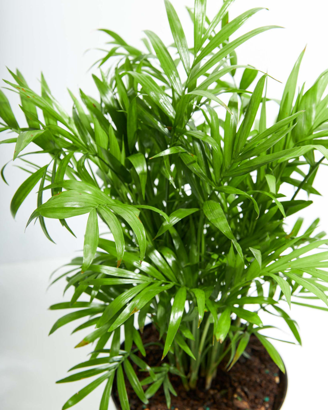 A detailed top-down shot highlighting the dense, vibrant green feathery fronds and lush foliage of an Areca Palm houseplant against a clean white studio background.