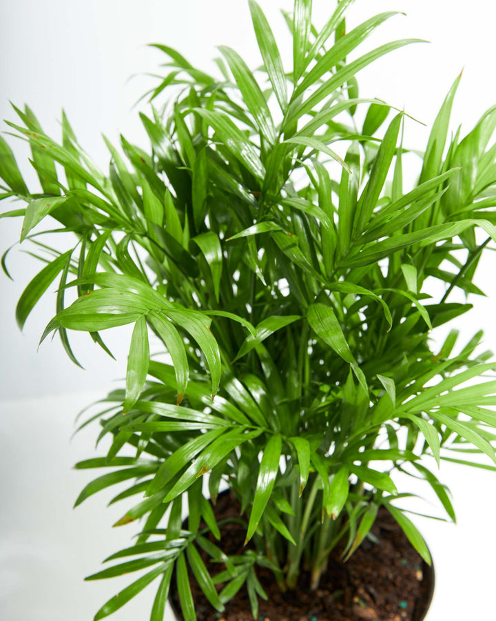 A detailed top-down shot highlighting the dense, vibrant green feathery fronds and lush foliage of an Areca Palm houseplant against a clean white studio background.
