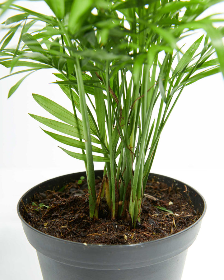 A close-up studio shot detailing the thin green stalks, potting soil, and delicate lower fronds of an Areca Palm houseplant in a black plastic grower pot against a white background.