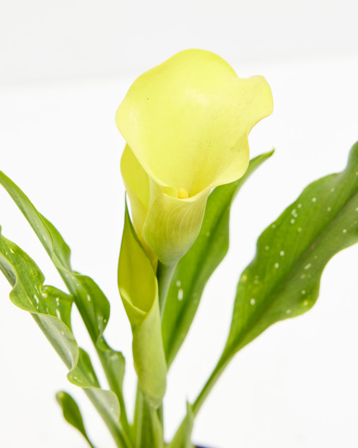 Sympathy Blooms Duo