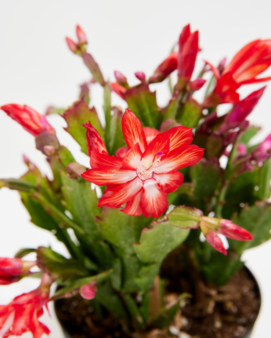 San Diego Stud Zygocactus, Lively Root, Plant, , , , 