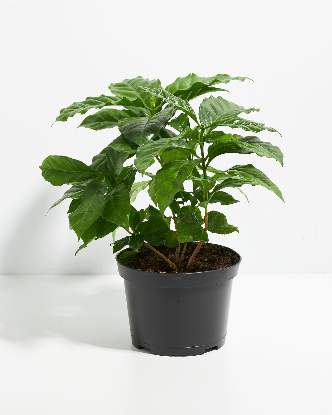 6" Coffee Plant in a black plastic grower pot, ready for repotting into a decorative planter