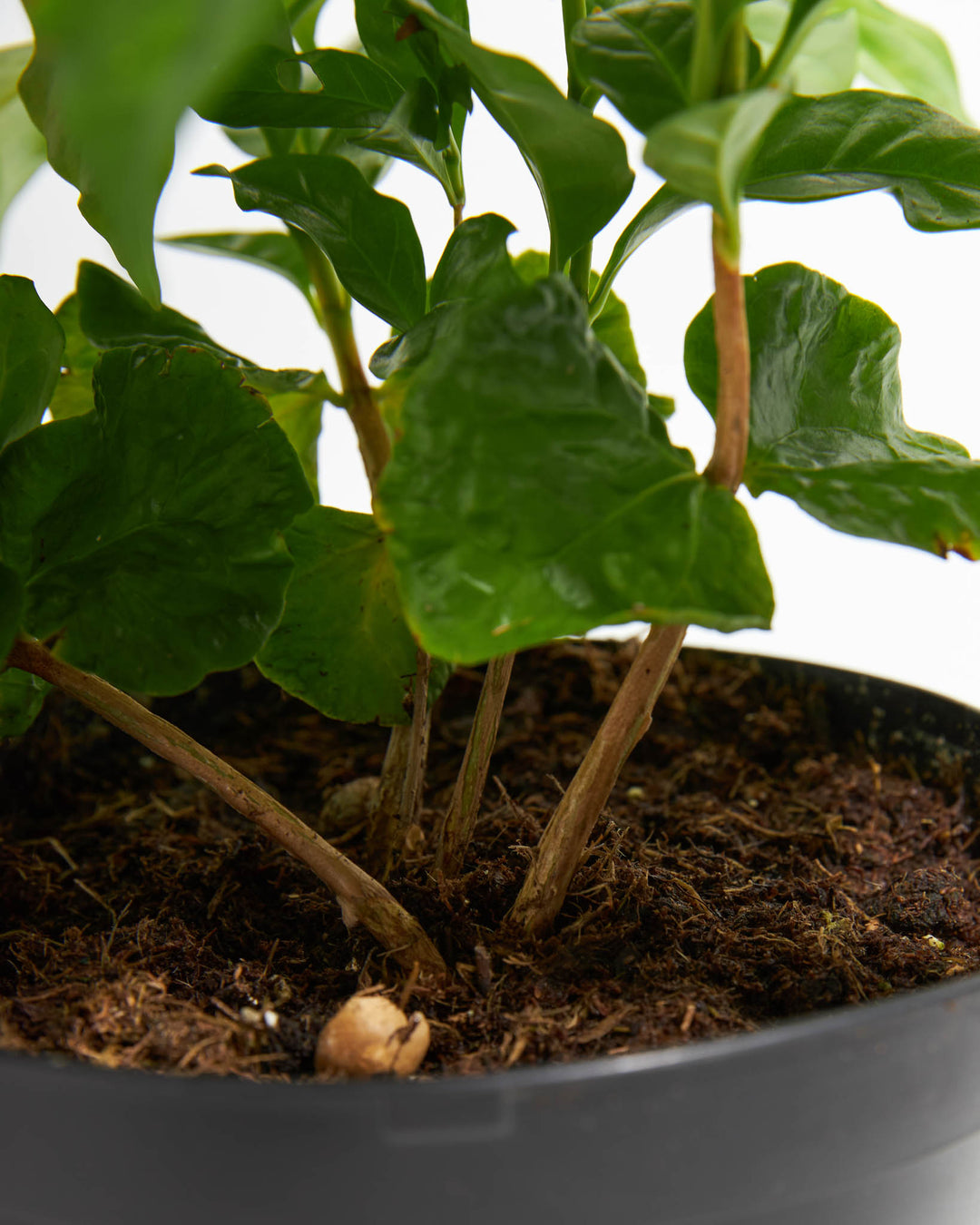 Close-up of coffee plant stem base and soil line in a charcoal gray pot