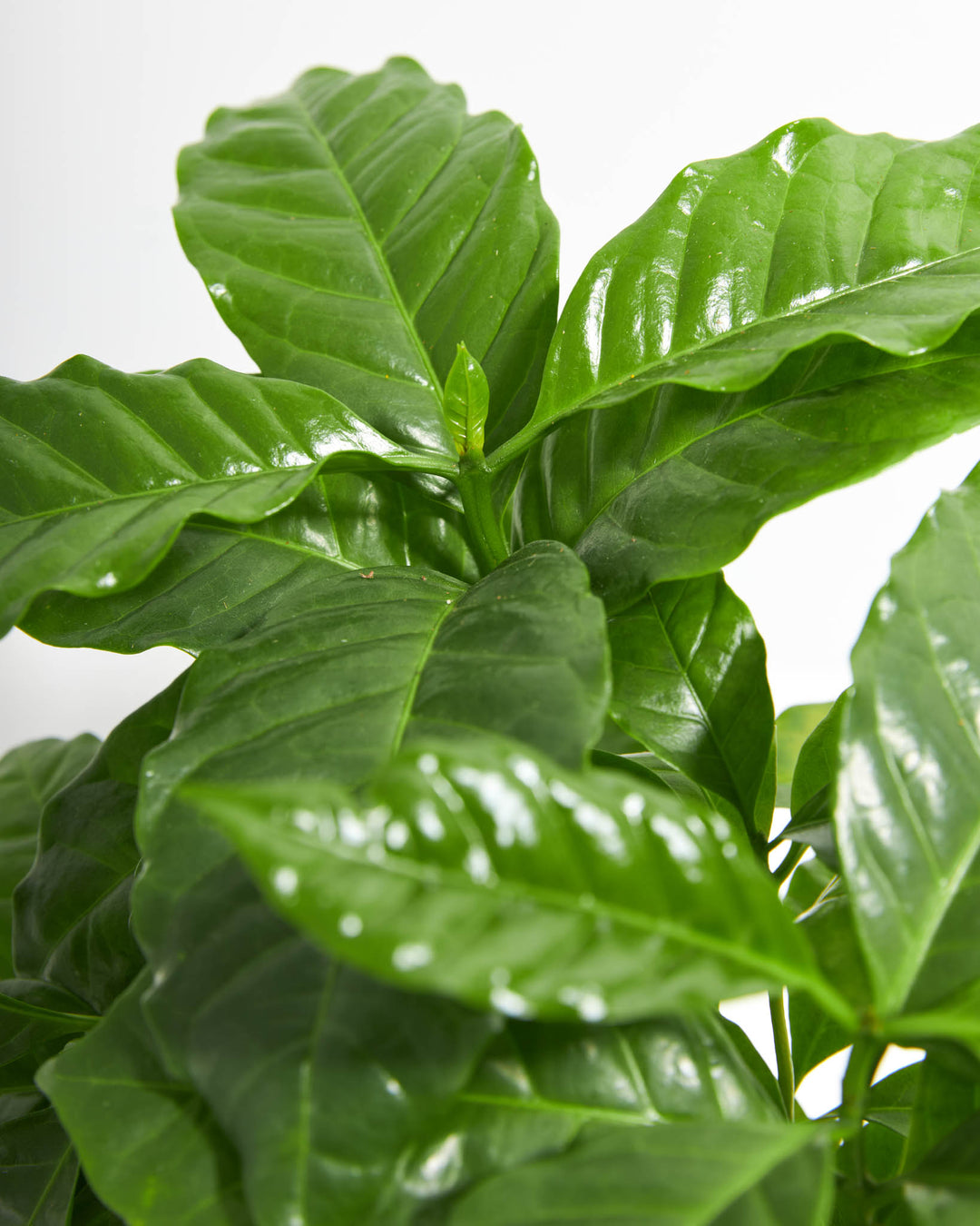 Macro shot of coffee plant foliage cluster with new leaf emerging at the center
