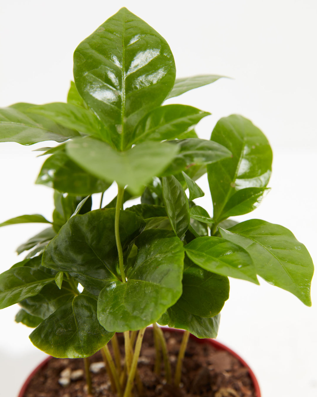 Top-down close-up of coffee plant leaves highlighting their glossy texture and prominent veins