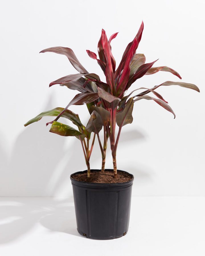 Full and vibrant, the Cordyline Florida Flamingo is shown here in its plastic grower pot with fanning red-toned leaves.