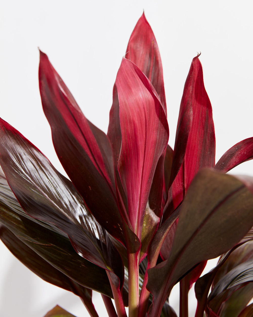 The Cordyline Florida Flamingo's crown of magenta and maroon leaves is captured up close in this vivid detail.