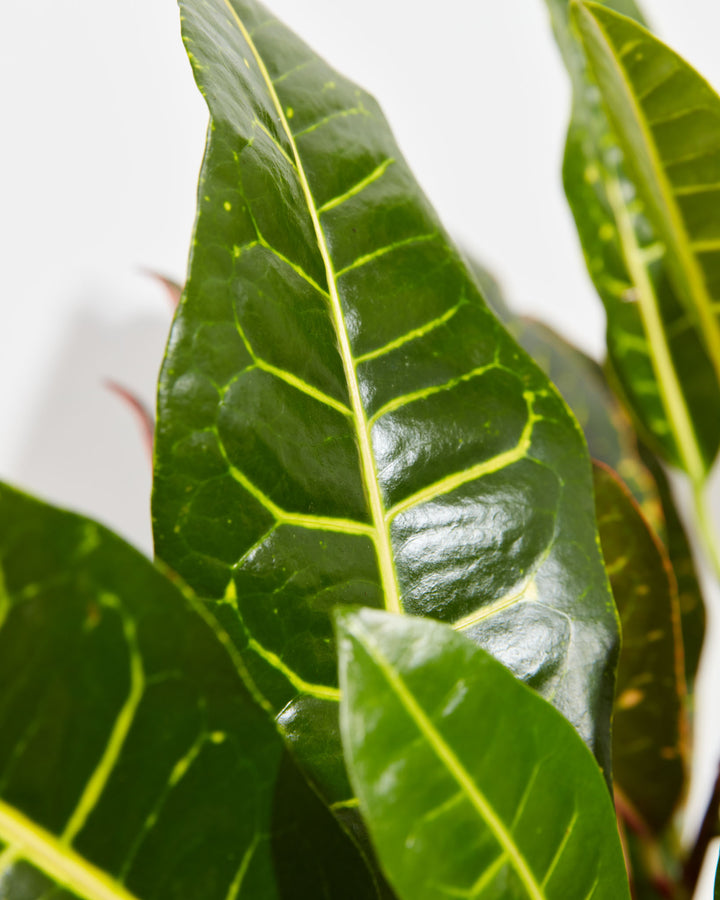 Close-up of Petra Croton showing large glossy dark green leaf with bright yellow veining network and red-tinged neighboring foliage against a white background