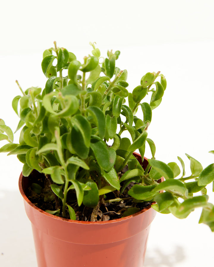 Curly Lipstick Plant, Lively Root, Plant, , , , 