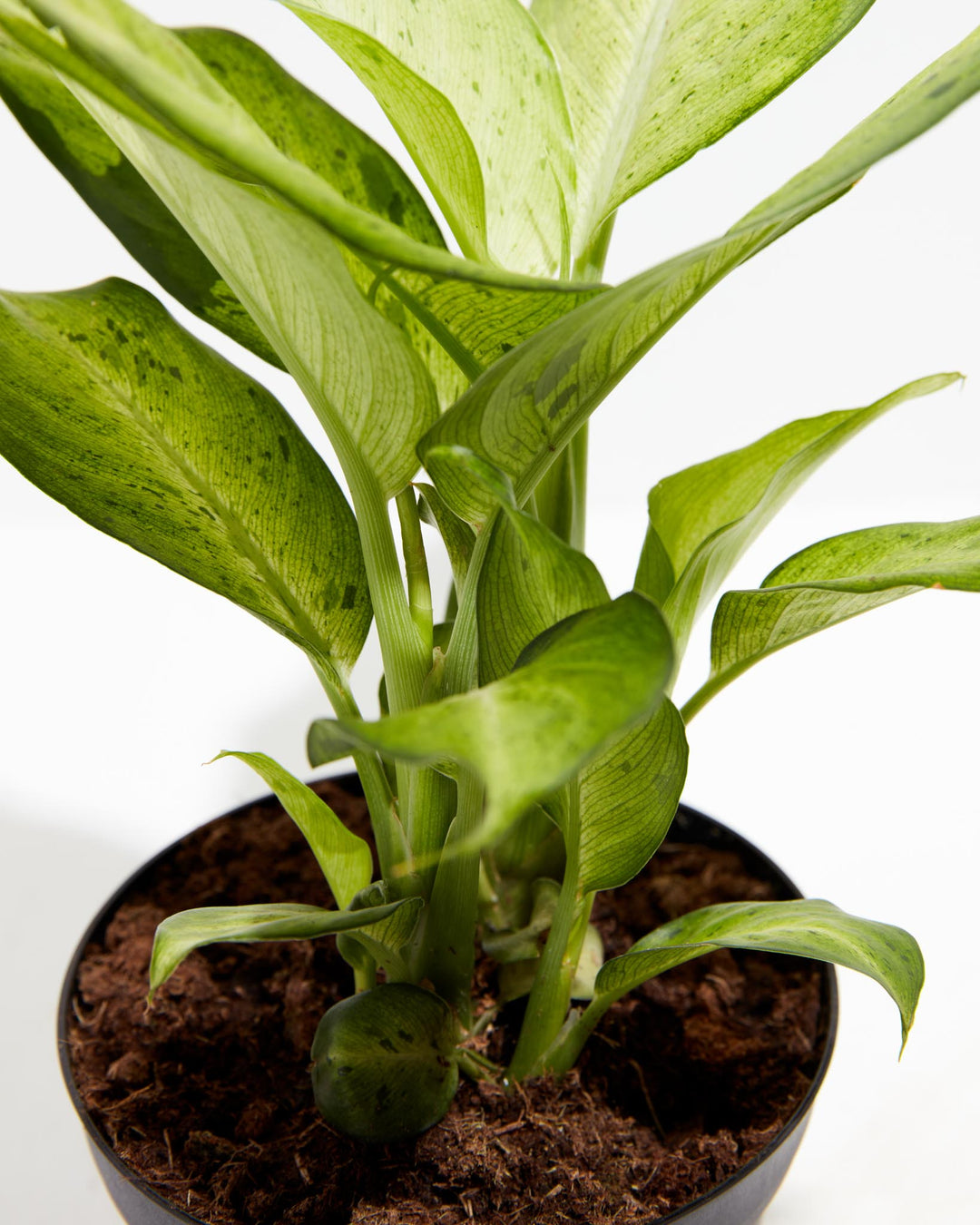 Dieffenbachia Camouflage, Lively Root, Plant, , , , 
