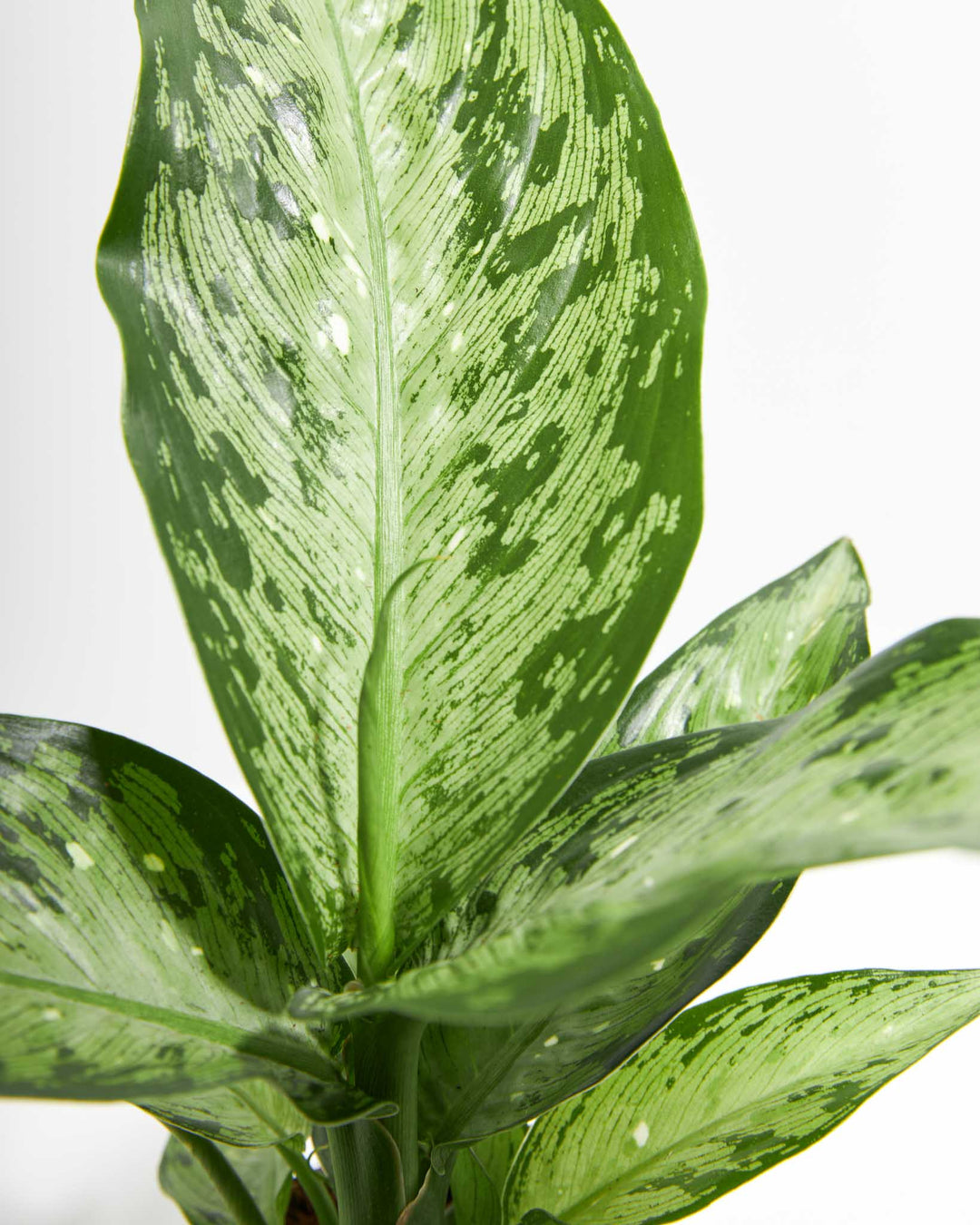 Dieffenbachia Memoria Corsii