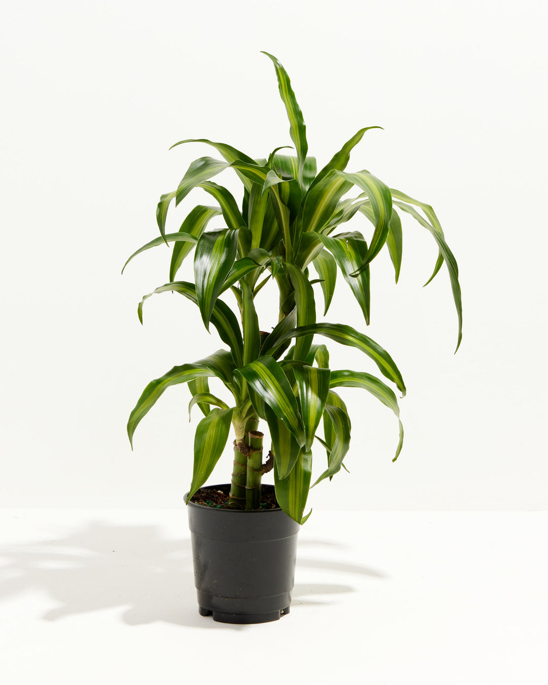 Cane Massangeana Dragon Plant (Dracaena), Lively Root, Plant, Size, Small, , 