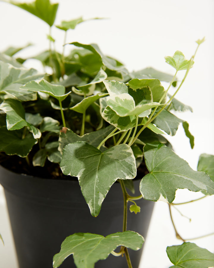 Ultra-detailed view of English Ivy Glacier leaf showing tri-color variegation: white center stripe, lime-green transitional zone, and dark forest-green margins; close-up highlighting the characteristic wavy-edged foliage and color blocking of Glacier ivy.
