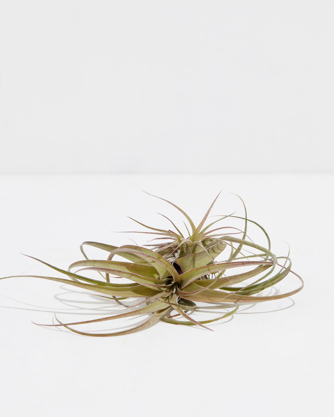 Eric Knobloch (Streptophylla x brachycaulos) Air Plant, Lively Root, Plant, , , , 