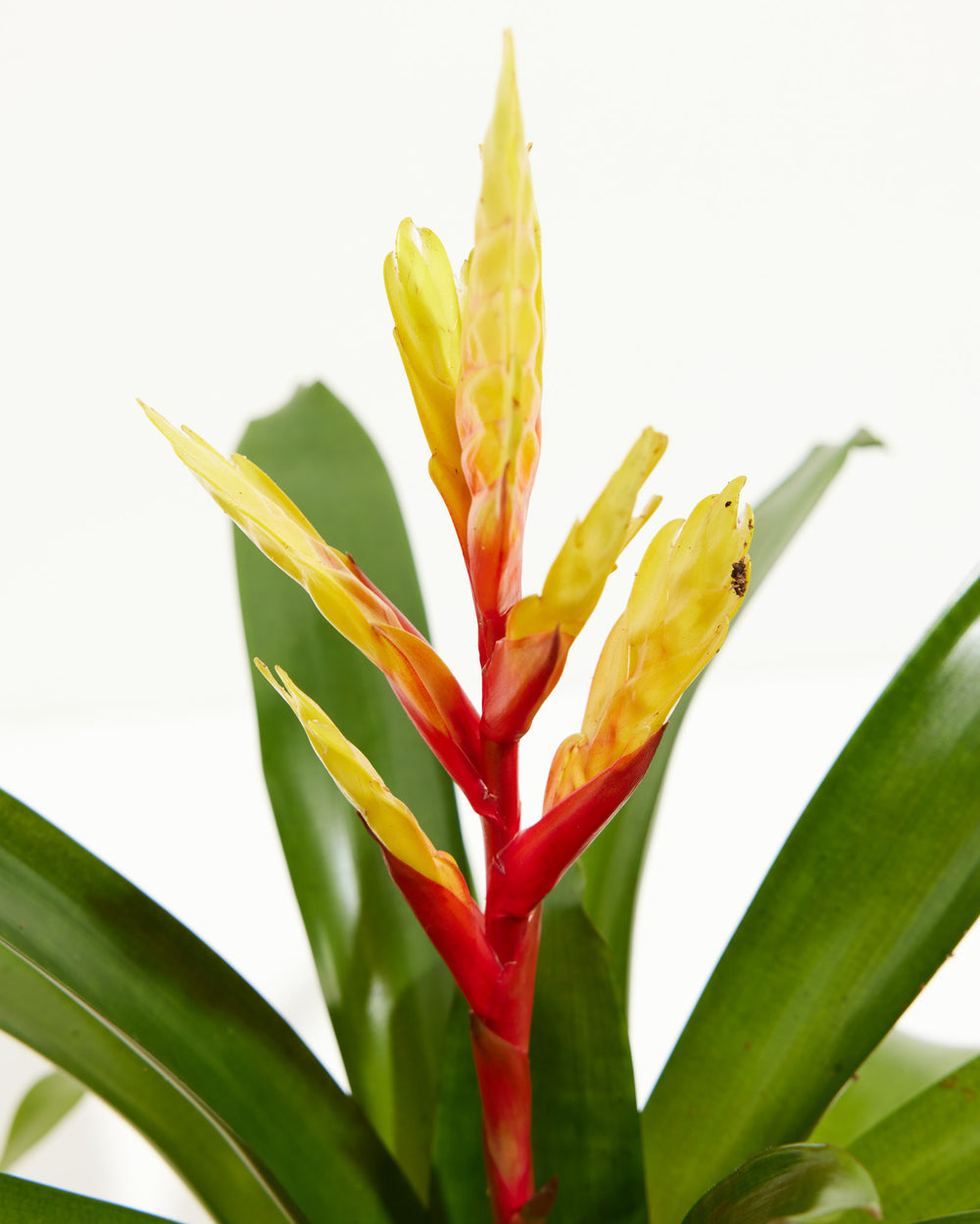 Evita Vriesea Bromeliad, Lively Root, Plant, , , , 