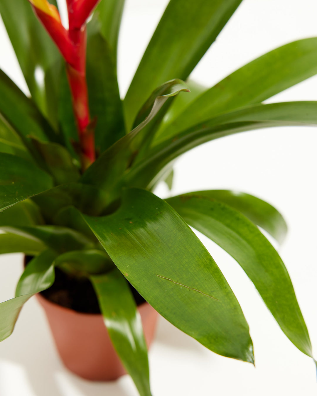 Evita Vriesea Bromeliad, Lively Root, Plant, , , , 
