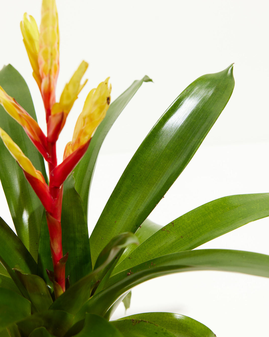 Evita Vriesea Bromeliad, Lively Root, Plant, , , , 