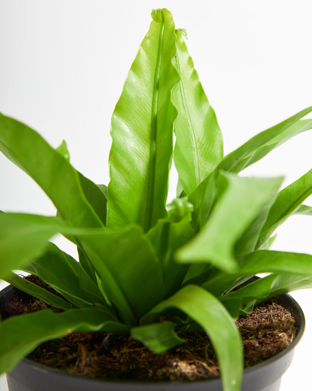 Japanese Bird's Nest Fern
