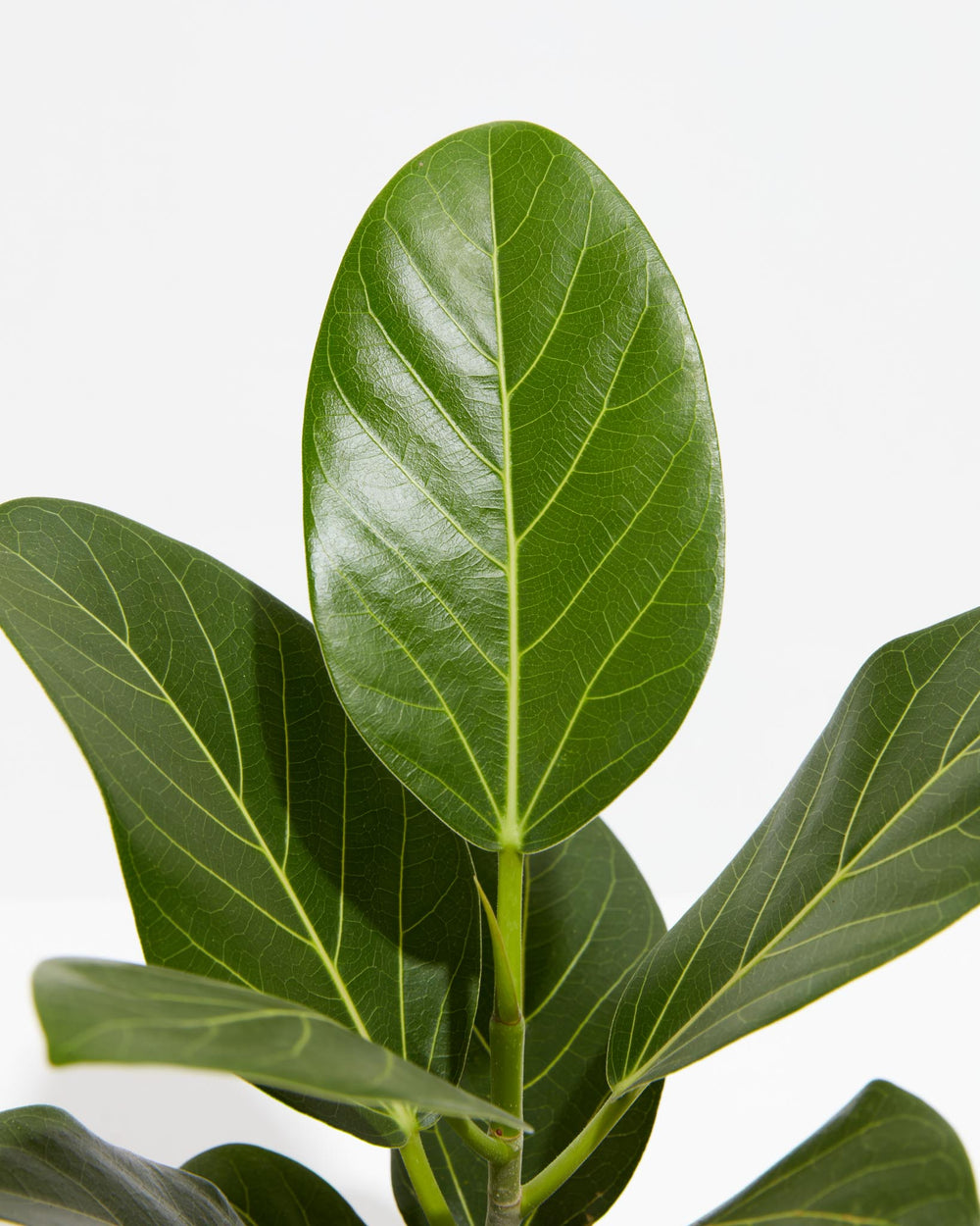 Close-up of a single Ficus Audrey leaf showing its glossy surface and intricate vein network