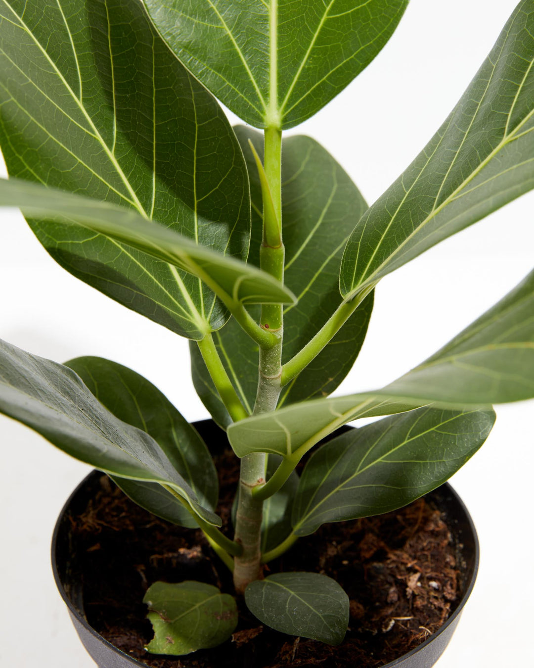 Ficus Audrey stem base detail showing sturdy trunk and new lateral growth at soil level