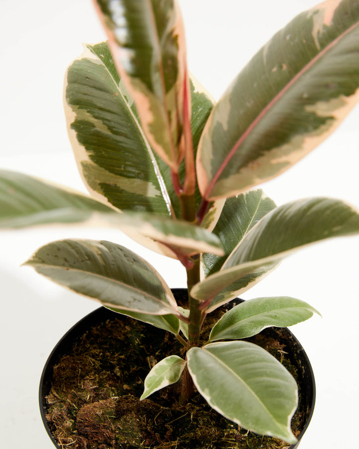 Tineke Rubber Tree Plant featuring a top-down detail view focusing on its upper foliage, showcasing thick oval leaves with distinct dark green centers, soft pink borders, and creamy-white margins, set against a clean white background.