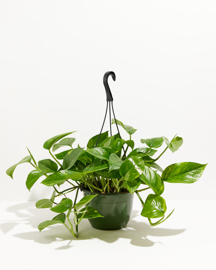 A full view of a Golden Pothos plant featuring lush, trailing heart-shaped green leaves with yellow variegation, presented in a dark green hanging grower pot with a black hook against a white background.
