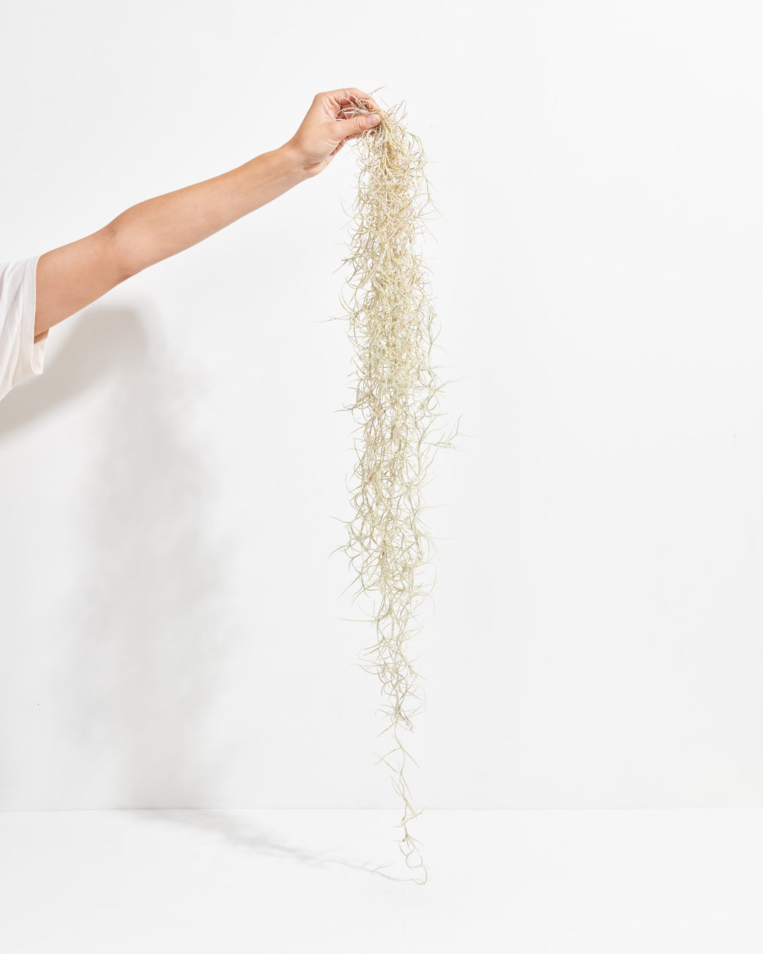 'El Mejor' Spanish Moss Air Plant, Lively Root, Plant, , , , 
