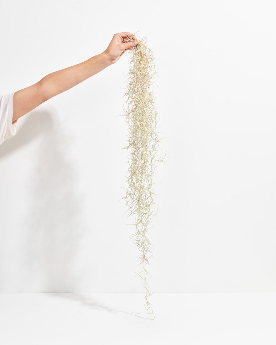 'El Mejor' Spanish Moss Air Plant, Lively Root, Plant, , , , 