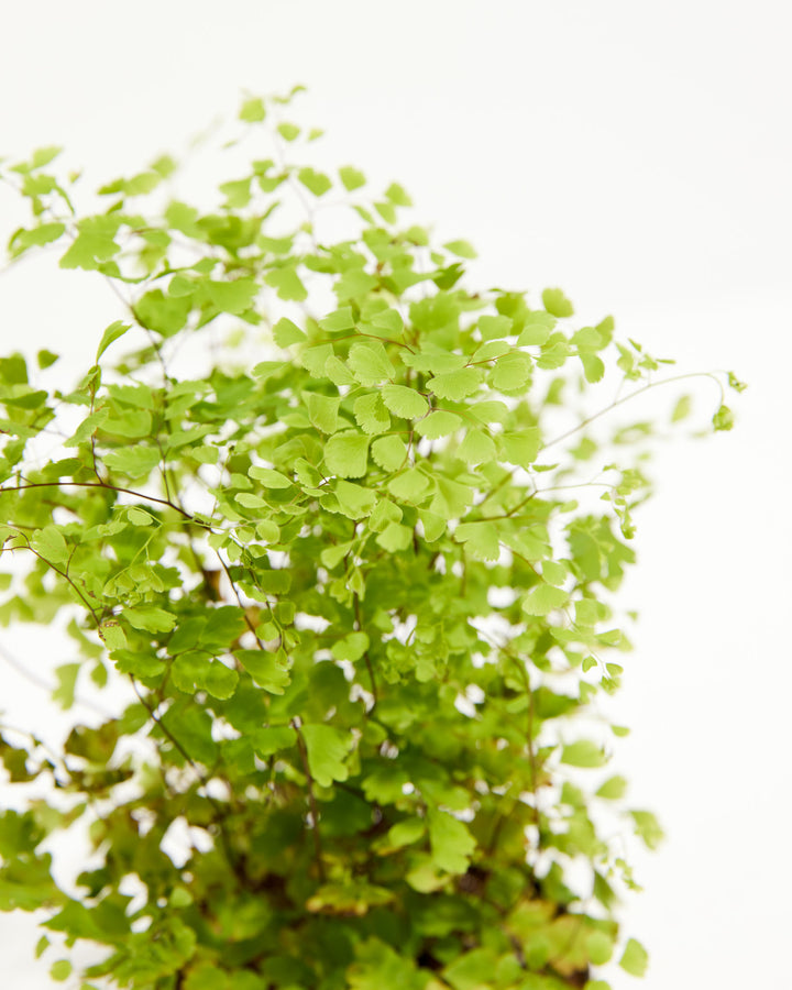This detail shot captures the Maidenhair Fern's airy, cascading growth habit and fine wiry stems.