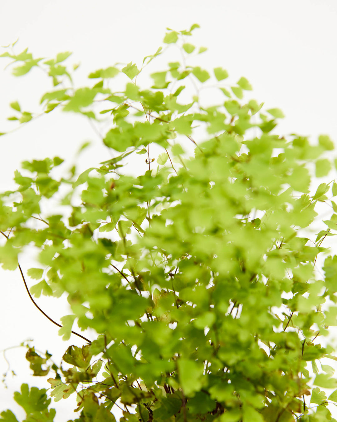 A closer view of the Maidenhair Fern reveals its dense cluster of small, rounded leaflets.