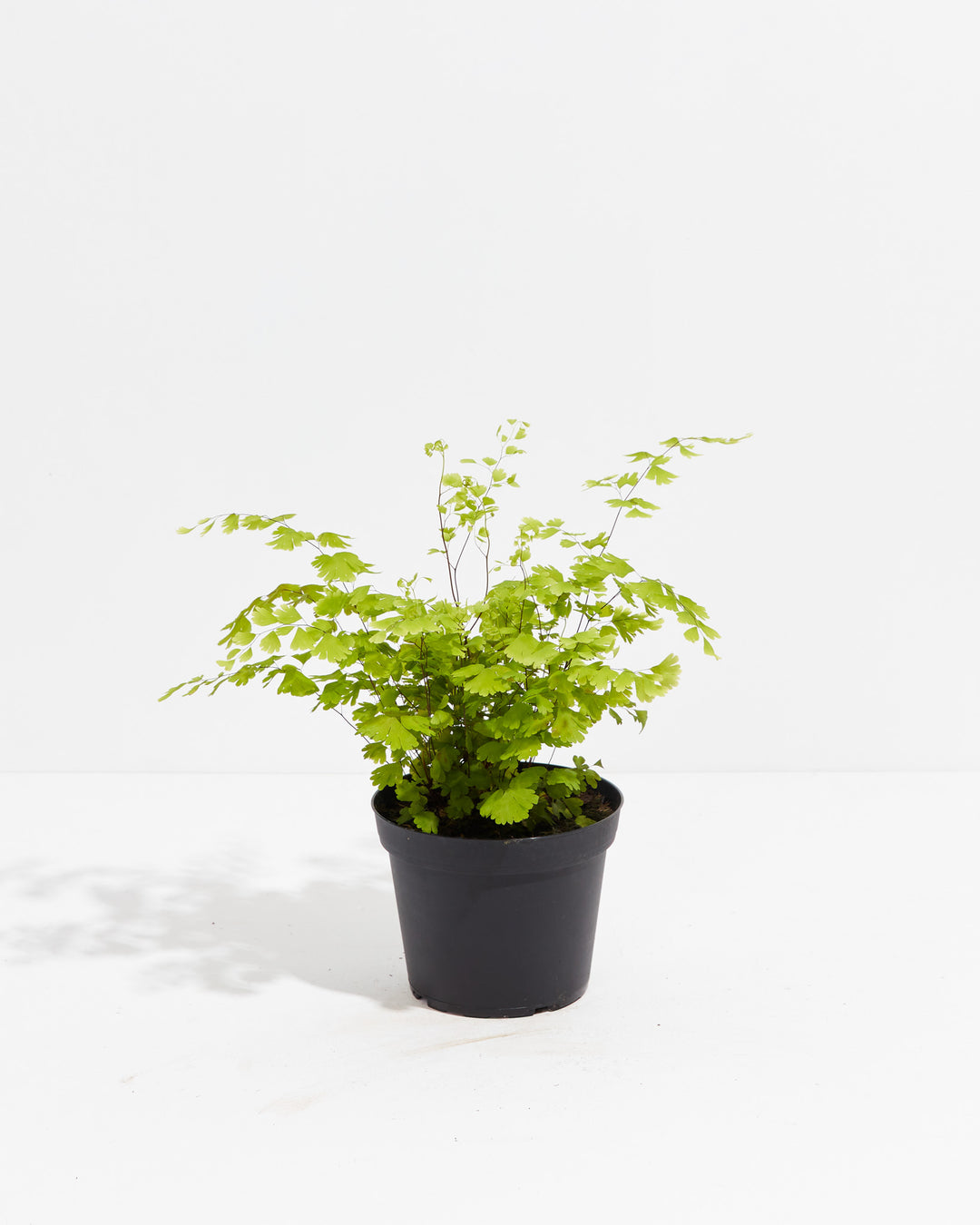 This full-sized Maidenhair Fern is shown in its grower pot, with wispy stems reaching outward.