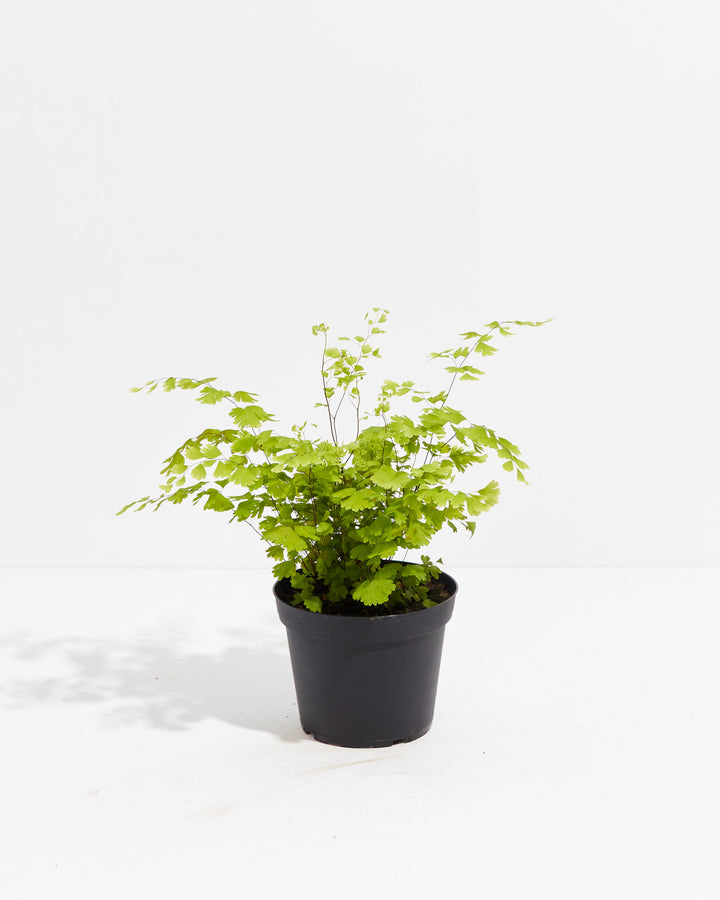 This full-sized Maidenhair Fern is shown in its grower pot, with wispy stems reaching outward.