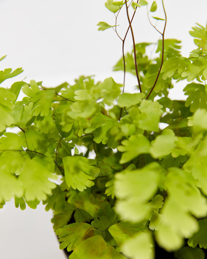 Sunlight filters through the Maidenhair Fern's translucent chartreuse leaflets in this detailed close-up.