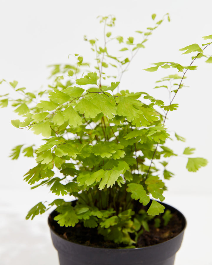 A close-up of the Maidenhair Fern highlights its fine black stems and delicate fan-shaped leaflets.