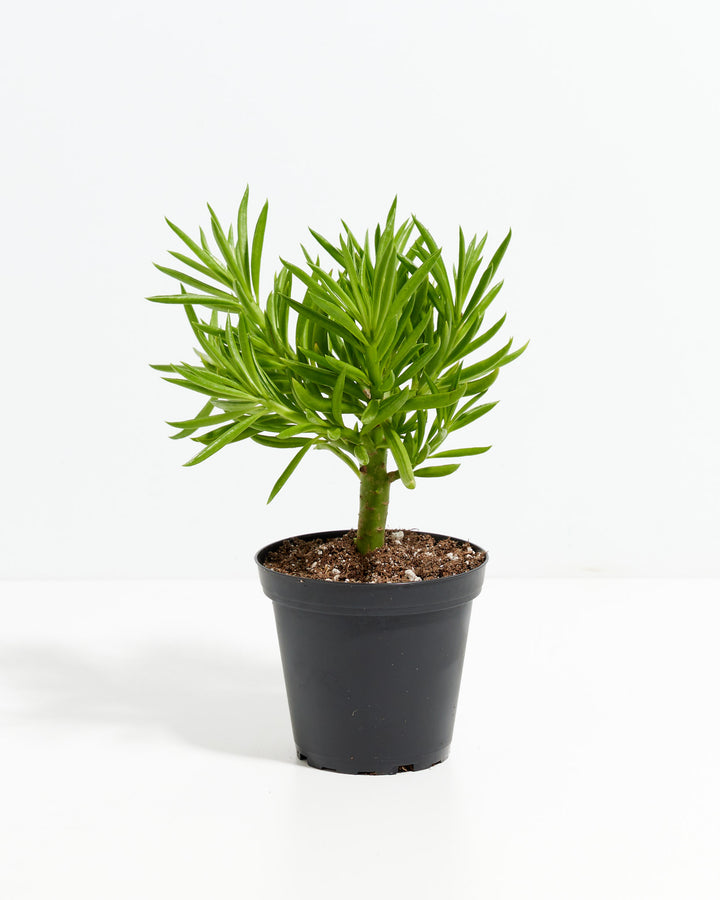 Peperomia Green Bean
