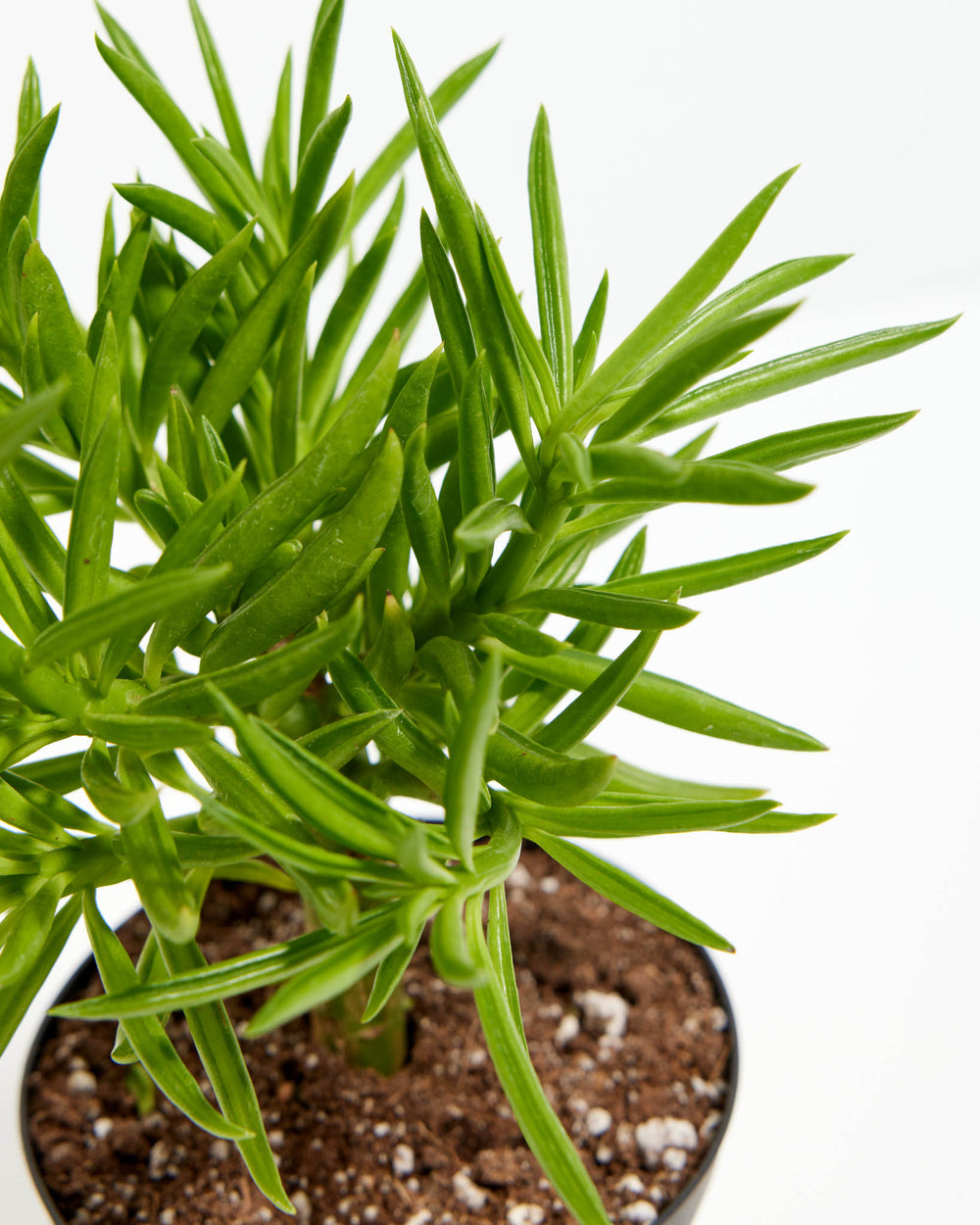 Peperomia Green Bean
