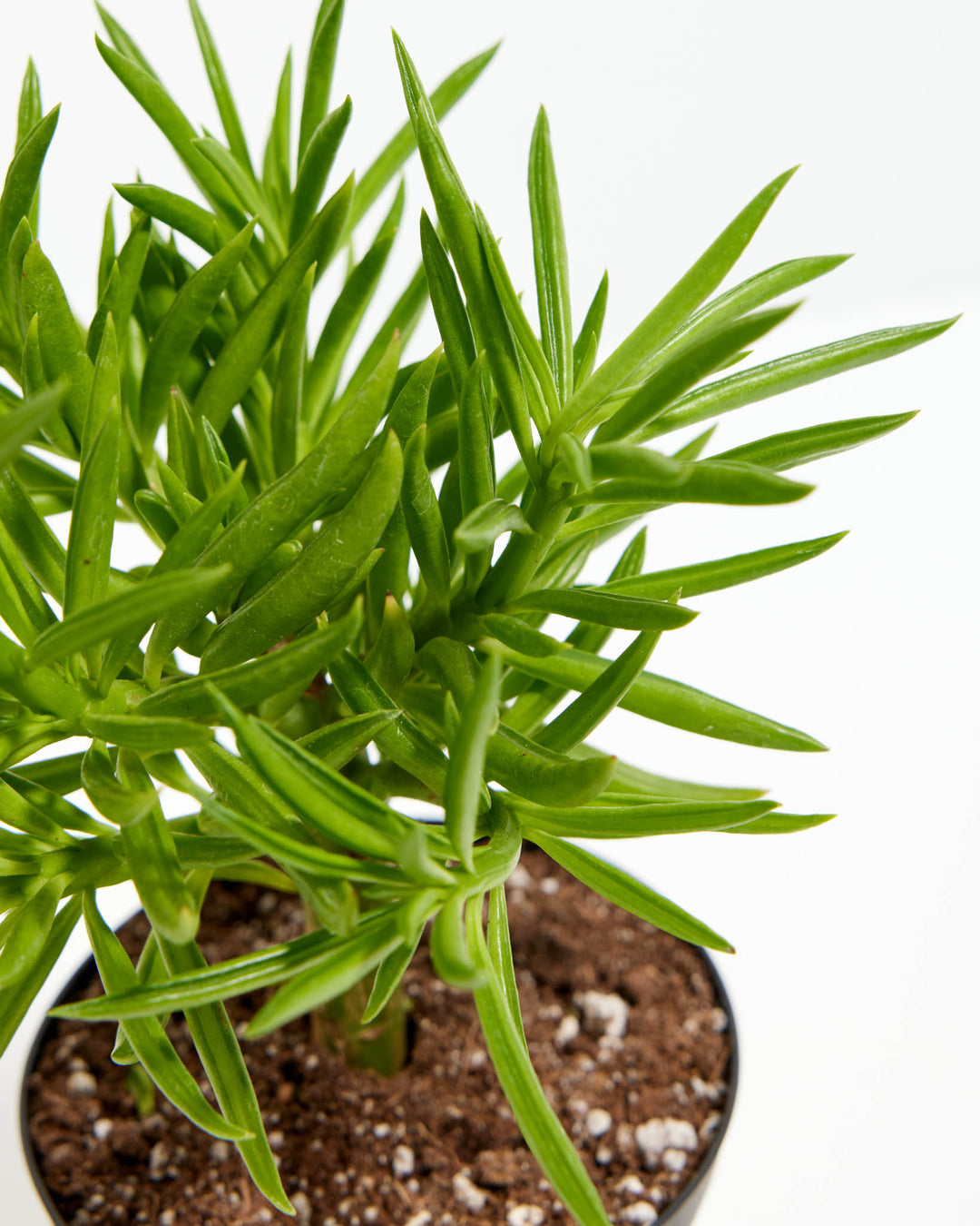 Peperomia Green Bean