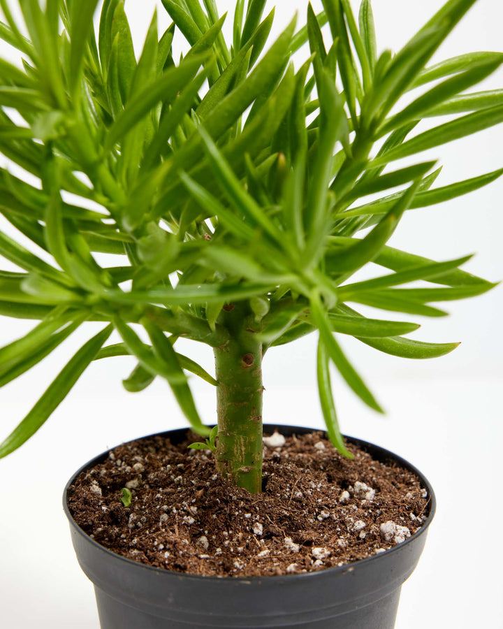 Peperomia Green Bean