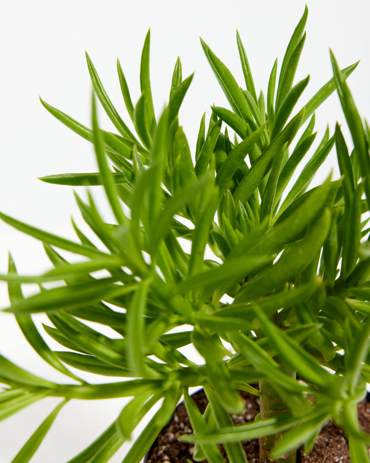 Peperomia Green Bean