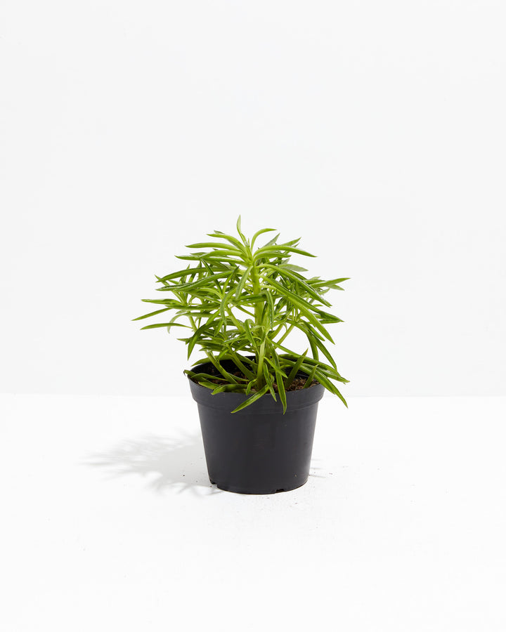 Peperomia Green Bean, Lively Root, Plant, Size, Medium, , 