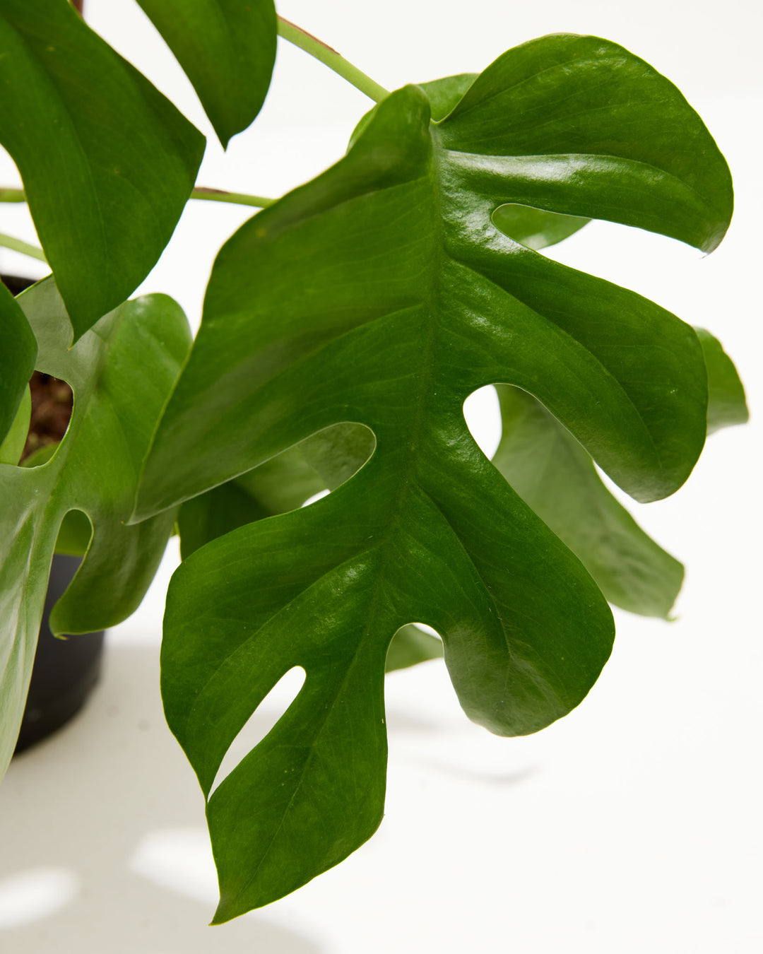 Close-up of Philodendron Ginny (Mini Monstera) leaf showing deeply lobed glossy dark green foliage with distinct oval fenestrations along the midrib against a white studio background