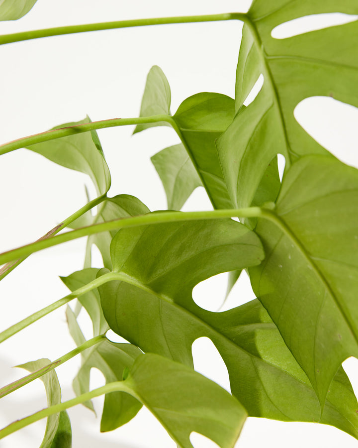 Close-up of Philodendron Ginny (Mini Monstera) showing multiple lobed bright green leaves with elongated fenestrations and slender light green petioles against a white studio background