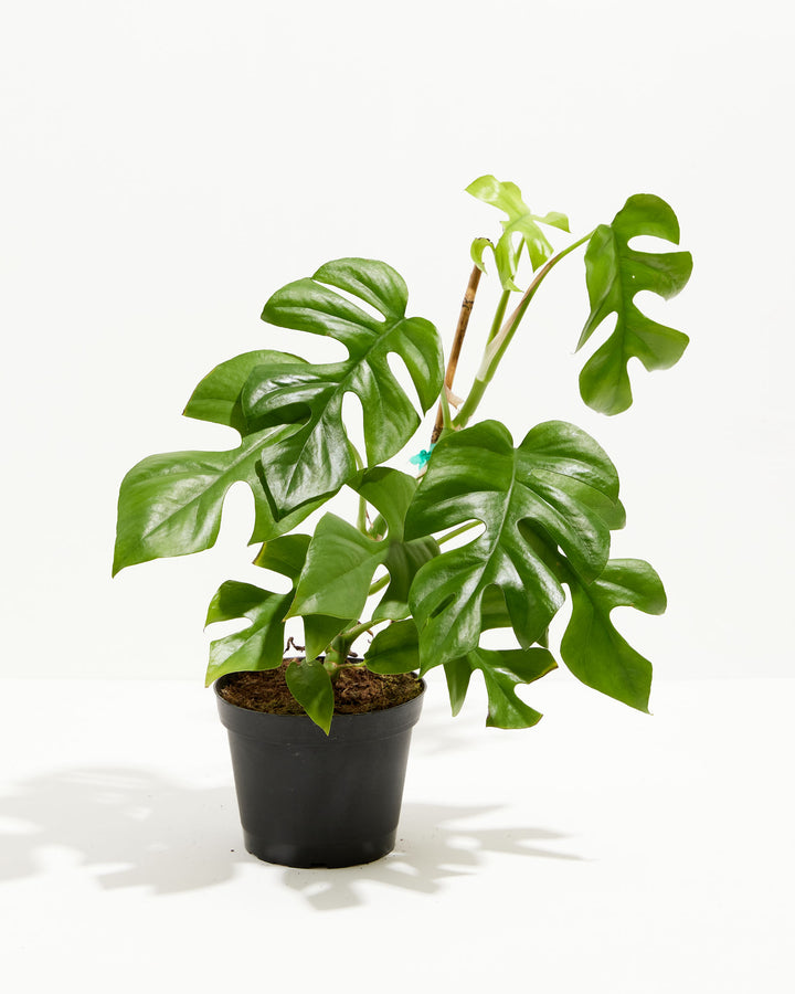 Philodendron Ginny (Mini Monstera) in a 6-inch black grower pot, displaying multiple glossy deep green split and fenestrated leaves with a bright lime green unfurling new leaf on a tall stem against a white studio background