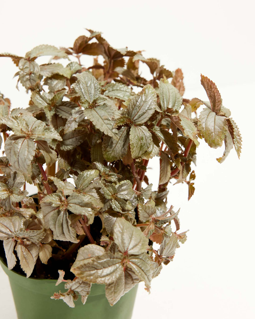 Pilea Bronze, Lively Root, Plant, , , , 
