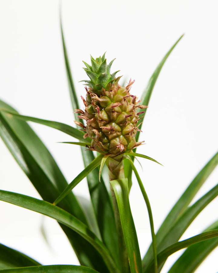 Pineapple Plant featuring a close-up detail view of a small, growing pineapple fruit with developing green and brown scales, topped by a tiny leafy crown and emerging from a slender central stem among long green leaves, without a pot visible, set against a clean white background.