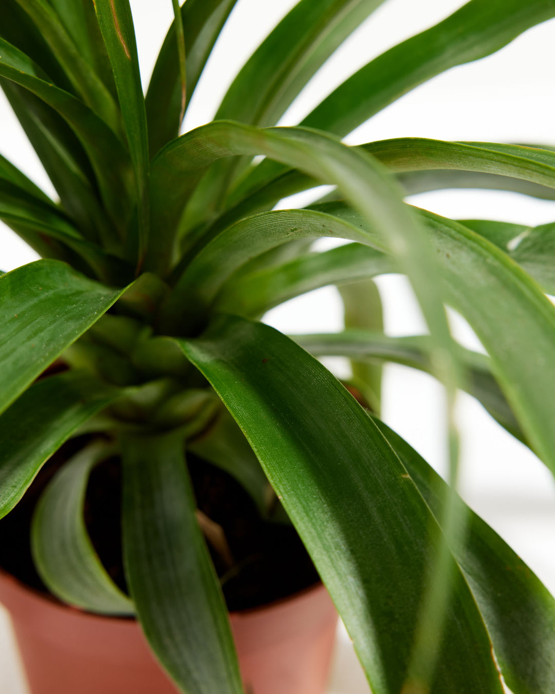 Pineapple Plant featuring a close-up detail view looking down into its dense rosette of smooth, arching green leaves growing from the central base, housed in a terracotta-colored plastic grower pot, set against a clean white background.