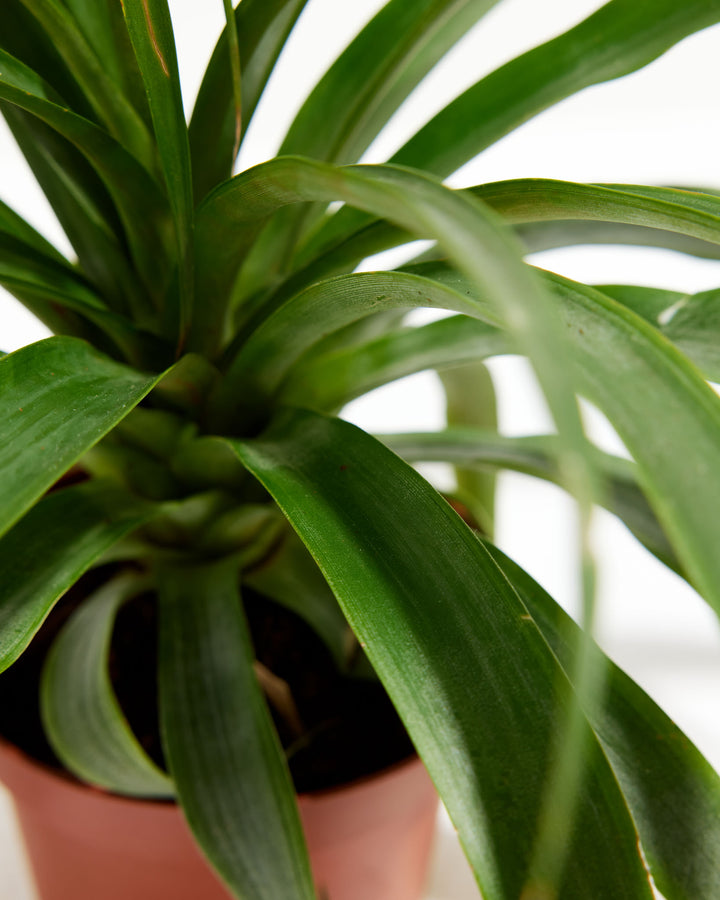 Pineapple Plant featuring a close-up detail view looking down into its dense rosette of smooth, arching green leaves growing from the central base, housed in a terracotta-colored plastic grower pot, set against a clean white background.