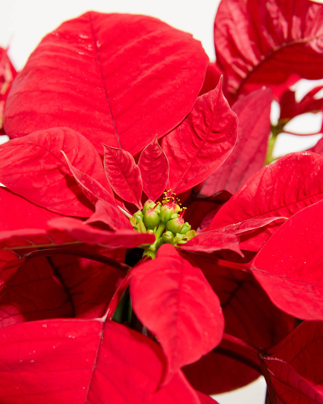 Red Poinsettia: 4 Pack