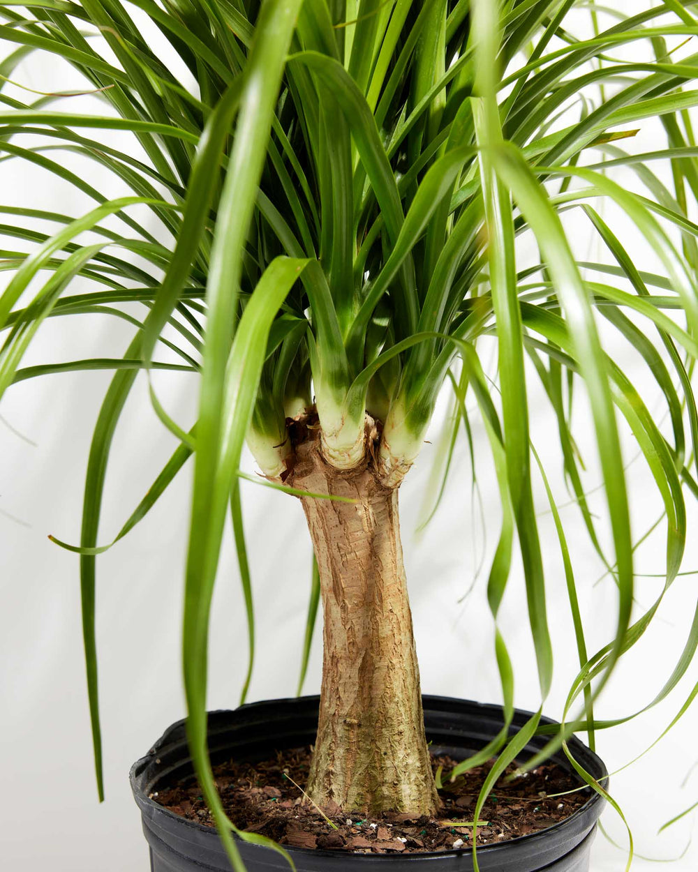 Close-up of a Ponytail Palm tree showing its thick textured trunk and vibrant green cascading leaves in a black grower pot against a white background.